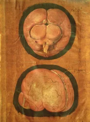 Anatomische tekening van de menselijke hersenen